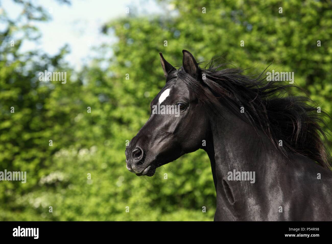 Portrait de chevaux arabes Banque D'Images