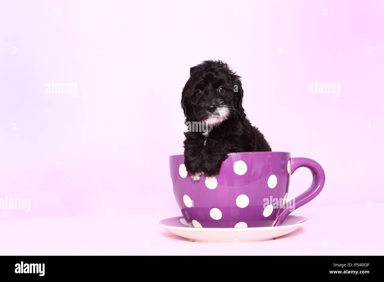Cockerpoo chiot Banque D'Images