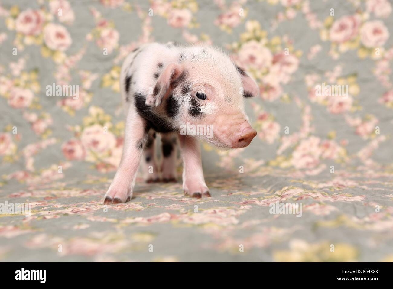 Cochon Bebe Photo Stock Alamy
