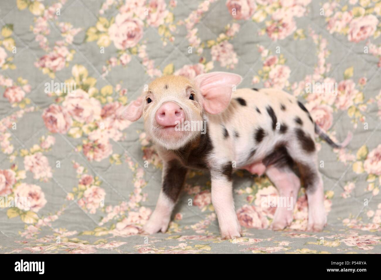 Cochon Bebe Photo Stock Alamy