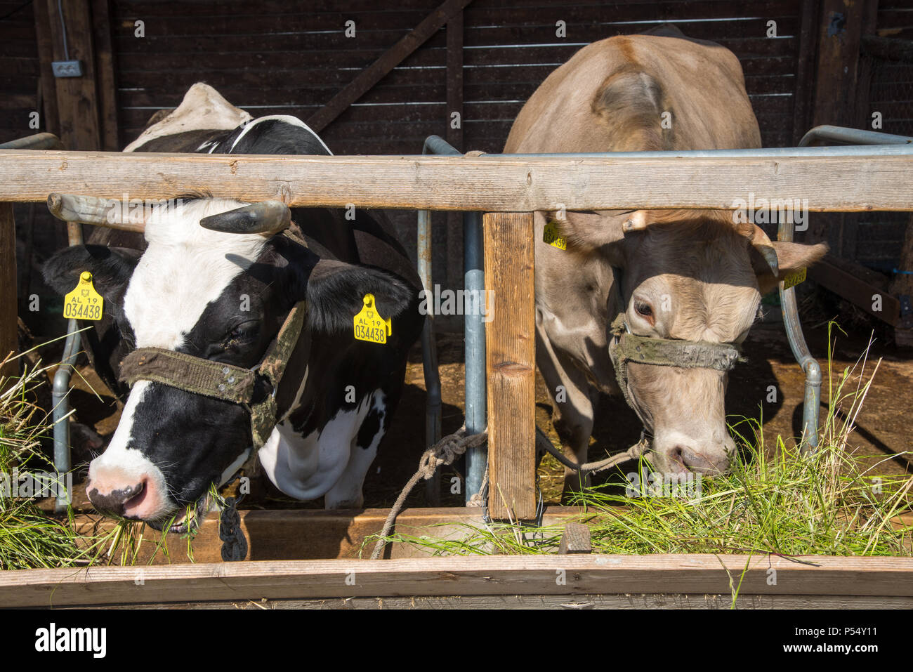 Les Vaches à l'alimentation dans la ferme, l'Albanie Fishte Banque D'Images