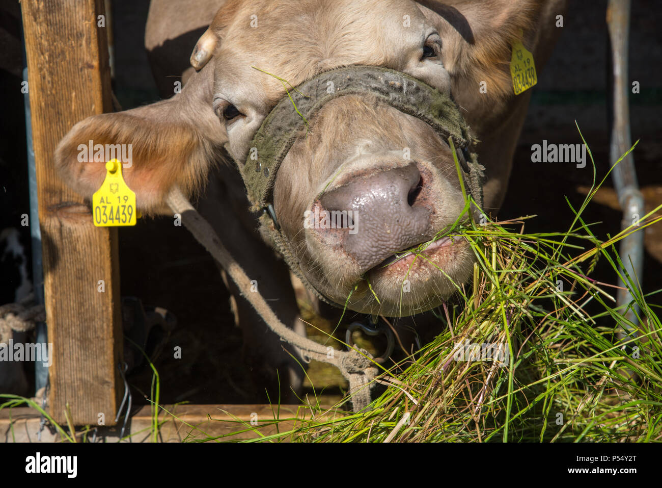 La vache de l'alimentation au niveau de l'exploitation et à l'Albanie, Fishte Banque D'Images