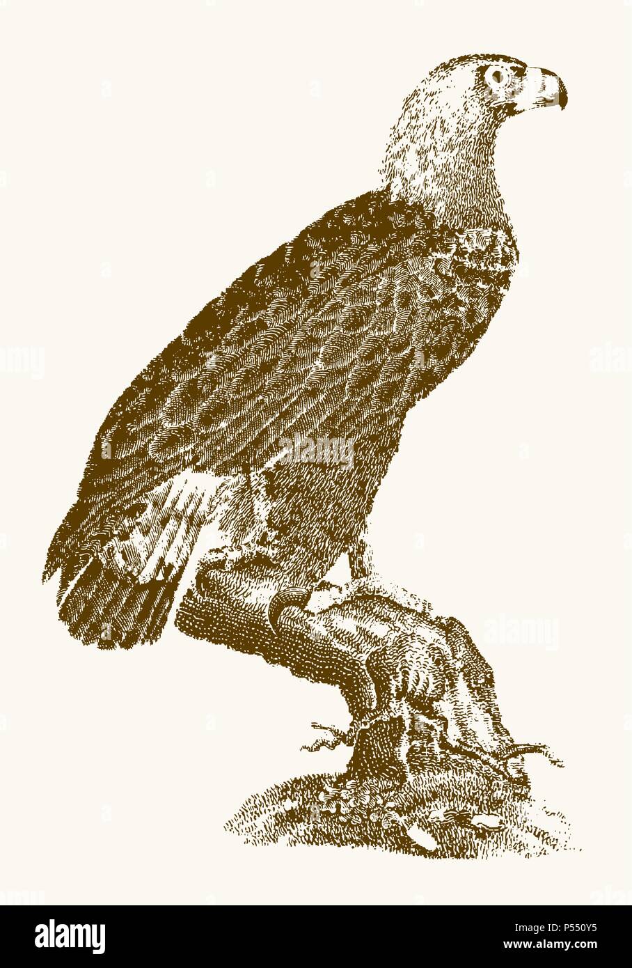 L'aigle royal (Aquila chrysaetos) en vue de profil assis sur un arbre. Illustration après une gravure d'époque du xixe siècle Illustration de Vecteur