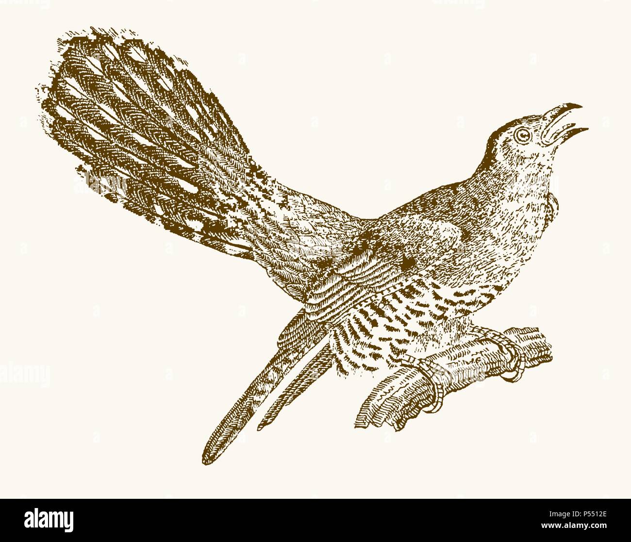 Cuckoo commun appelant (Cuculus canorus) assis sur une branche. Illustration après une gravure d'époque du xixe siècle Illustration de Vecteur
