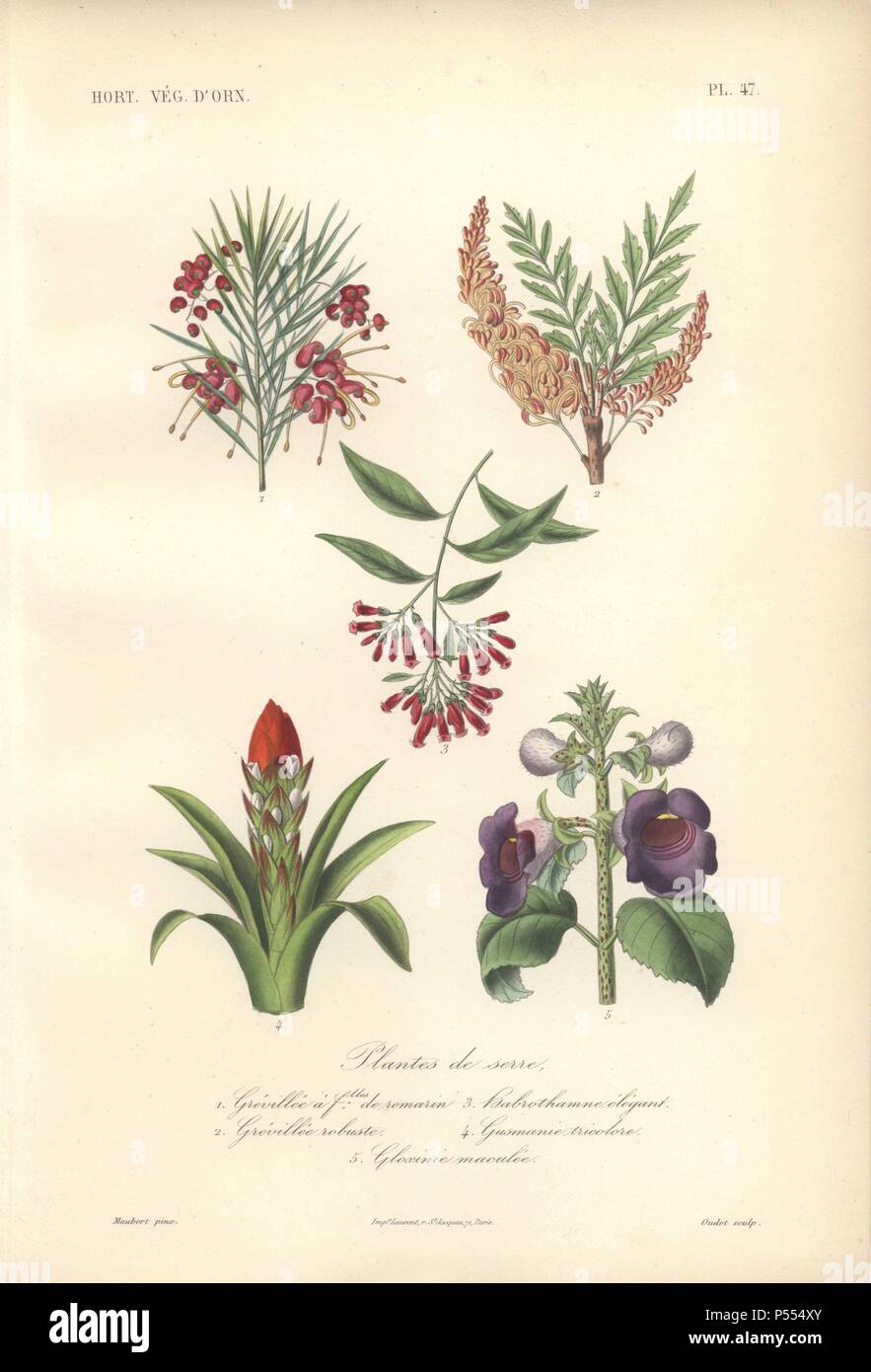 Cinq arbustes, dont l'ara rouge rosemary grevillea Grevillea (rosmarinfoila), orange (chêne soyeux Grevillea robusta), Habrothamnus elegans, crimson guzmania (Gusmania) et violet (gloxinia Gloxinia maculata).. Plantes de Serre, 1) un Grevillee 2 feuilles de Romarin) Grevillee Habrothamne robuste 3) 4) Gusmanie élégant tricolore 5) Gloxinie Maculee . . Lithographie coloriée par Edouard Maubert pour Herincq's 'Le Regne végétal (1865). Banque D'Images