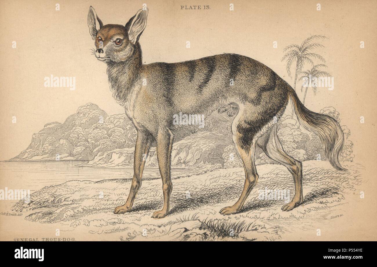 Le chacal, le sénégalais Canis aureus anthus. Gravure coloriée sur acier Par William Lizars d'un dessin par le Colonel Charles Hamilton Smith, de Sir William Jardine's 'Bibliothèque du naturaliste : Les Chiens' publié par W.H. Lizars, Édimbourg, 1839. Banque D'Images