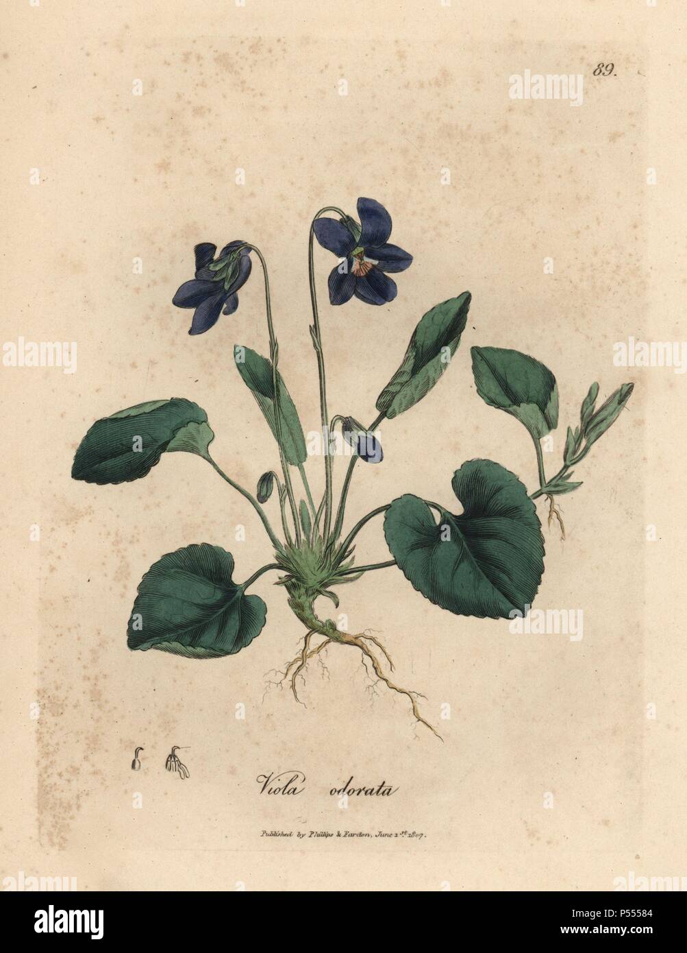 Fleur pourpre violette odorante, Viola odorata. Coloriée à la gravure sur  cuivre à partir d'une illustration botanique par James Sowerby de William  Woodville et Sir William Jackson Hooker's 'Medical Botanique' 1832.  L'infatigable