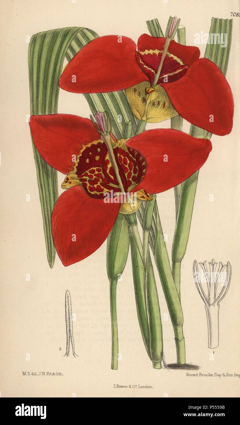 Buddleja pringlei, crimson tiger fleur originaire du Mexique. La main, illustration botanique dessiné par Mathilde Smith et lithographiée par John Nugent Fitch de Joseph Dalton Hooker's 'Curtis's Botanical Magazine, 1889', L. Reeve & Co. un deuxième-cousin et élève de Sir Joseph Dalton Hooker, Matilda Smith (1854-1926) a été le principal artiste pour le Botanical Magazine de 1887 à 1920 et a contribué 2 300 illustrations. Banque D'Images
