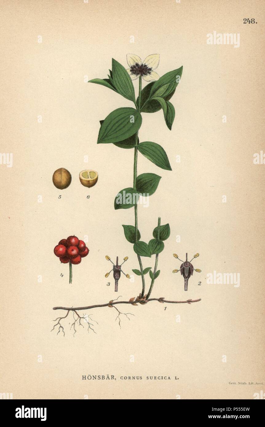 Cornel suédois ou le cornouiller du Canada, Cornus suecica. Chromolithographie de Carl Lindman's 'Bilder ur Nordens Flora' (Photos de la Flore du Nord), Stockholm, Wahlström & Widstrand, 1905. Lindman (1856-1928) était professeur de botanique à la Swedish Museum of Natural History (Naturhistoriska Riksmuseet). L'chromolithographs étaient fondées sur l'Palmstruch Johan Wilhelm 'Svensk botanik' (1802-1843). Banque D'Images