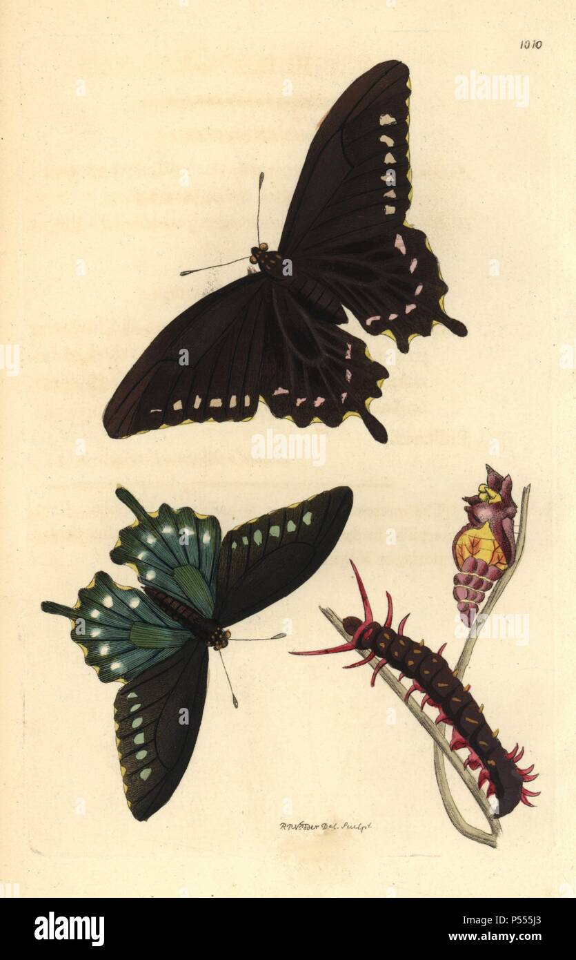 Pipevine swallowtail butterfly, battus philenor. Illustration dessiné et gravé par Richard Nodder Sciences. Coloriée à la gravure sur cuivre de George Shaw et Frederick Nodder's 'Le Naturalist's Miscellany' 1812. La plupart des 1 064 illustrations d'animaux, oiseaux, insectes, crustacés, poissons, la vie marine et de créatures microscopiques pour le Naturalist's Miscellany ont été dessiné par George Shaw, Frederick Nodder et Richard Nodder, et gravée et publiée par la famille Nodder. Frederick a attiré et gravé de nombreux cuivres jusqu'à sa mort vers 1800, et son fils Richard (17741823) a été res Banque D'Images