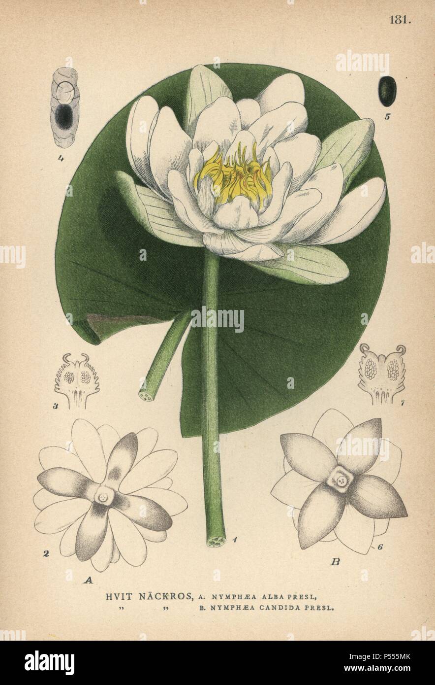Nénuphar blanc, white lotus ou nenuphar, Nymphaea alba Presl. et Nymphaea candida Presl. Chromolithographie de Carl Lindman's 'Bilder ur Nordens Flora' (Photos de la Flore du Nord), Stockholm, Wahlström & Widstrand, 1905. Lindman (1856-1928) était professeur de botanique à la Swedish Museum of Natural History (Naturhistoriska Riksmuseet). L'chromolithographs étaient fondées sur l'Palmstruch Johan Wilhelm 'Svensk botanik' (1802-1843). Banque D'Images