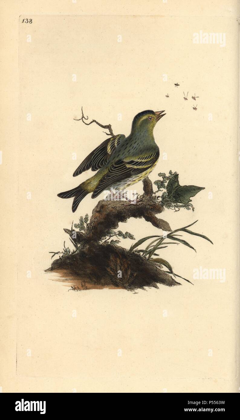 Siskin Carduelis spinus eurasienne,. Dessiné et gravé sur cuivre coloriée par Edward Donovan de sa propre "Histoire naturelle des oiseaux britanniques, Londres, 1794-1819. Edward Donovan (1768-1837) était un zoologiste amateur, auteur, artiste et graveur. Il a écrit et illustré une série de volumes sur les oiseaux, poissons, coquillages et d'insectes, a ouvert son propre musée d'histoire naturelle de Londres, mais plus tard, il est tombé bien bas et est mort sans le sou. Banque D'Images