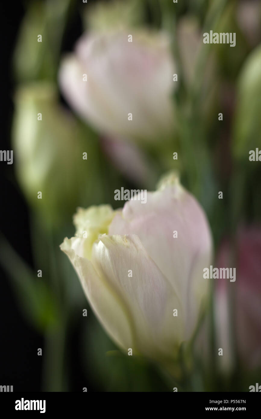 Gros plan du Lisanthus bourgeons sur fond noir Banque D'Images