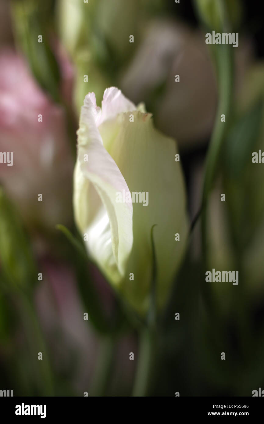 Gros plan du Lisanthus bud sur fond noir Banque D'Images