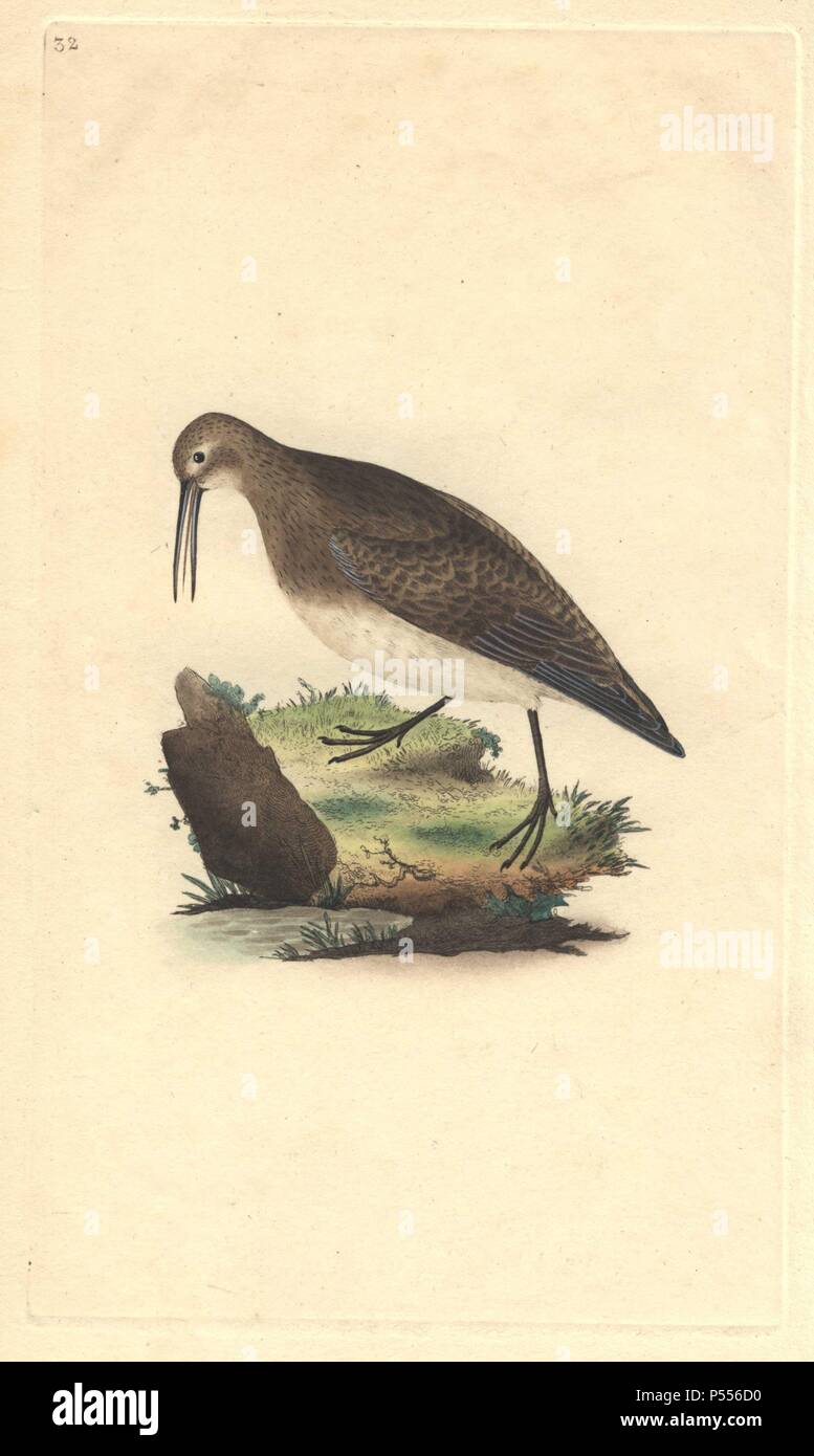 Ox-eye, purre, relais ou sandpiper illustré en marchant le long du bord de l'eau.. . Calidris minutilla (Tringa cinclus). . Edward Donovan (1768-1837) était un zoologiste amateur, auteur, artiste et graveur. Il a écrit et illustré une série de volumes sur les oiseaux, poissons, coquillages et d'insectes, a ouvert son propre musée d'histoire naturelle de Londres, mais plus tard, il est tombé bien bas et est mort sans le sou.. . Coloriée à la gravure sur cuivre de Edward Donovan's 'l'histoire naturelle des oiseaux britanniques' (1794-1819). Banque D'Images