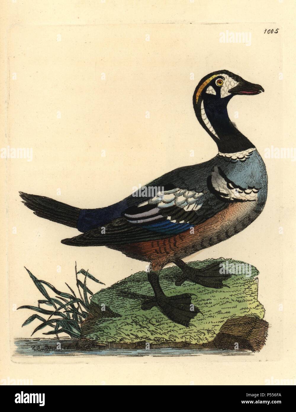 Le canard arlequin (Histrionicus. Illustration dessiné et gravé par Richard Nodder Sciences. Coloriée à la gravure sur cuivre de George Shaw et Frederick Nodder's 'Le Naturalist's Miscellany' 1812. La plupart des 1 064 illustrations d'animaux, oiseaux, insectes, crustacés, poissons, la vie marine et de créatures microscopiques pour le Naturalist's Miscellany ont été dessiné par George Shaw, Frederick Nodder et Richard Nodder, et gravée et publiée par la famille Nodder. Frederick a attiré et gravé de nombreux cuivres jusqu'à sa mort vers 1800, et son fils Richard (17741823) a été responsabilités Banque D'Images