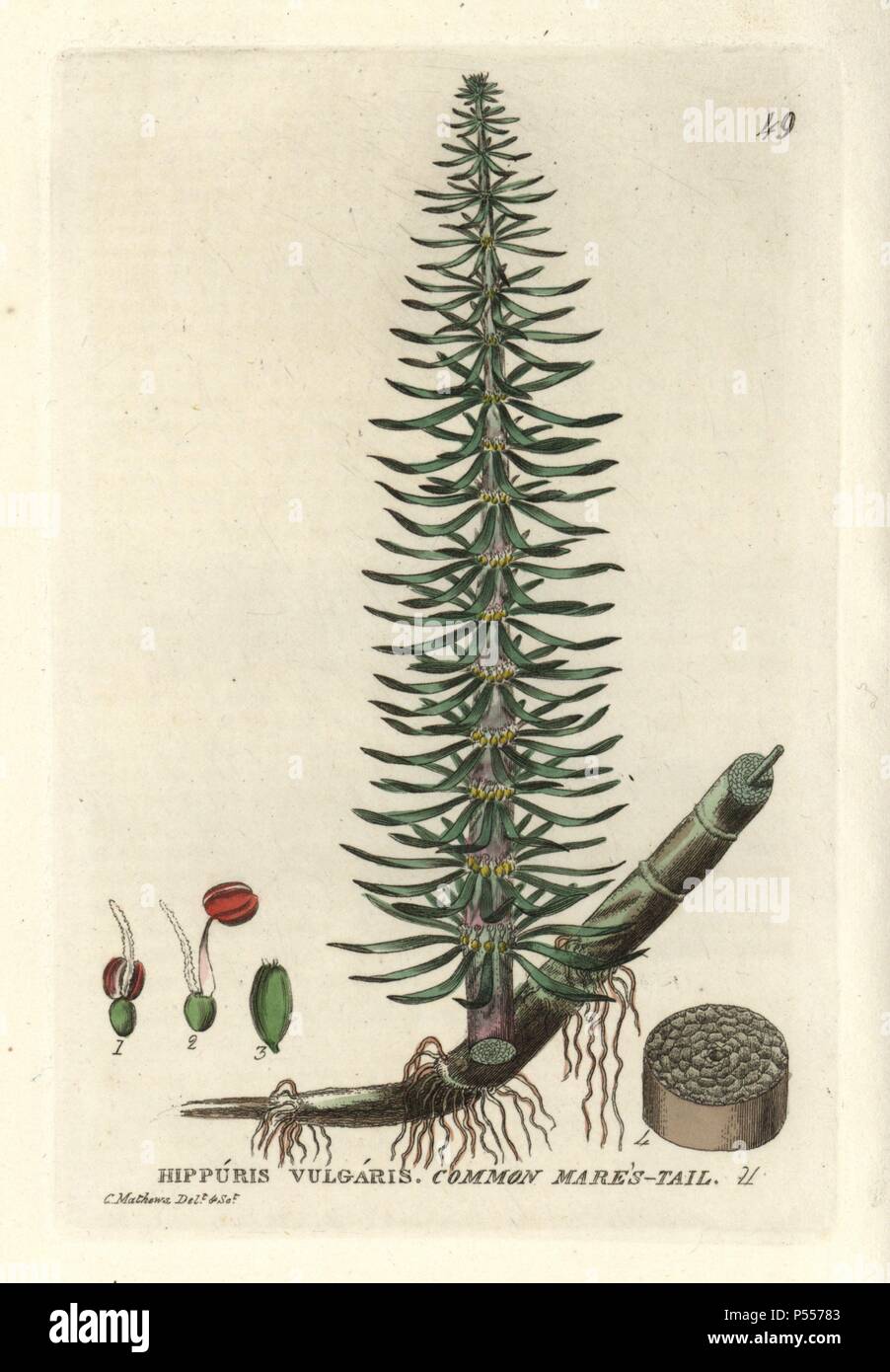 Queue de la mare commune, Hippuris vulgaris. Coloriée à la gravure sur cuivre d'après un dessin de C. Mathews de William Baxter's 'british' 1834 Phaenogamous la botanique. Scotsman William Baxter (1788-1871) a été le conservateur du jardin botanique d'Oxford de 1813 à 1854. Banque D'Images