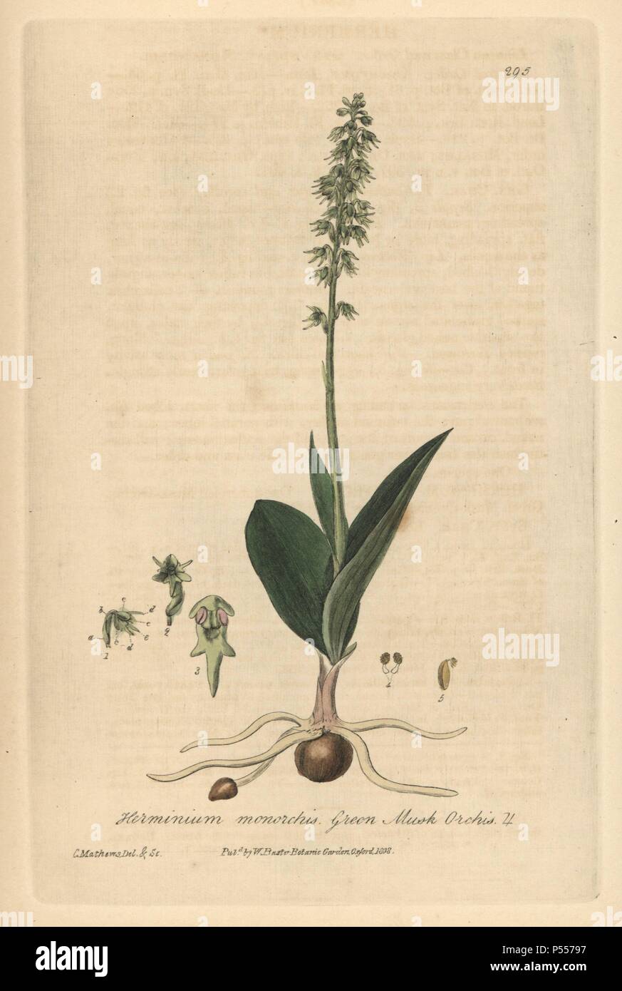 Musc vert Herminium monorchis, orchidée. Dessiné et gravé sur cuivre coloriée par Charles Mathews de William Baxter's 'british' Phaenogamous la botanique, Oxford, 1838. Scotsman William Baxter (1788-1871) a été le conservateur du jardin botanique d'Oxford de 1813 à 1854. Banque D'Images