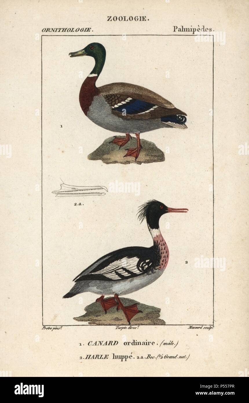 Canard colvert, Anas platyrhynchos, et le harle huppé Mergus serrator,. Gravure sur cuivre coloriée à crépi de Dumont de Sainte-Croix's 'Dictionary of Natural Science : ornithologie,' Paris, France, 1816-1830. Illustration par J. G. Pretre, gravés par Massard, réalisé par Pierre Jean François Turpin, et publié par F.G. Levrault. Jean Gabriel Pretre (17801845) était peintre d'histoire naturelle à l'Impératrice Joséphine's zoo et plus tard est devenu artiste pour le Musée d'Histoire Naturelle. Turpin (1775-1840) est considéré comme l'un des plus grands illustrateurs botaniques français du 19e siècle. Banque D'Images