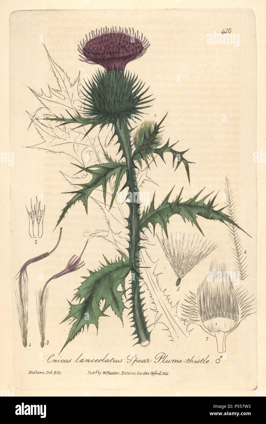 Panache lance le chardon, Cnicus lanceolatus. Dessiné et gravé sur cuivre coloriée par Charles Mathews de William Baxter's 'british' Phaenogamous la botanique, Oxford, 1841. Scotsman William Baxter (1788-1871) a été le conservateur du jardin botanique d'Oxford de 1813 à 1854. Banque D'Images