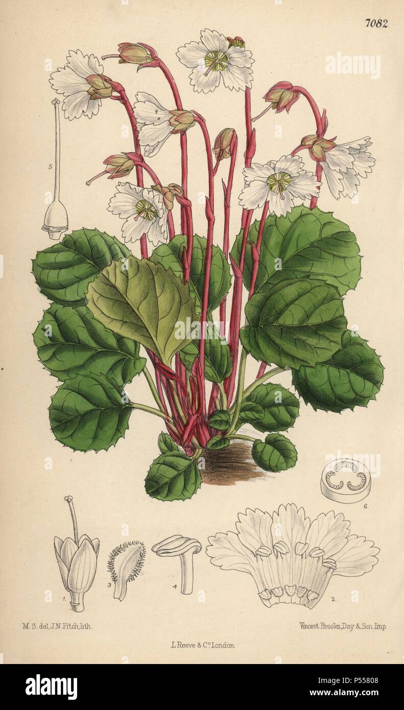 Shortia galacifolia, Oconee bells, originaire de Caroline du Nord. La main, illustration botanique dessiné par Mathilde Smith et lithographiée par John Nugent Fitch de Joseph Dalton Hooker's 'Curtis's Botanical Magazine, 1889', L. Reeve & Co. un deuxième-cousin et élève de Sir Joseph Dalton Hooker, Matilda Smith (1854-1926) a été le principal artiste pour le Botanical Magazine de 1887 à 1920 et a contribué 2 300 illustrations. Banque D'Images