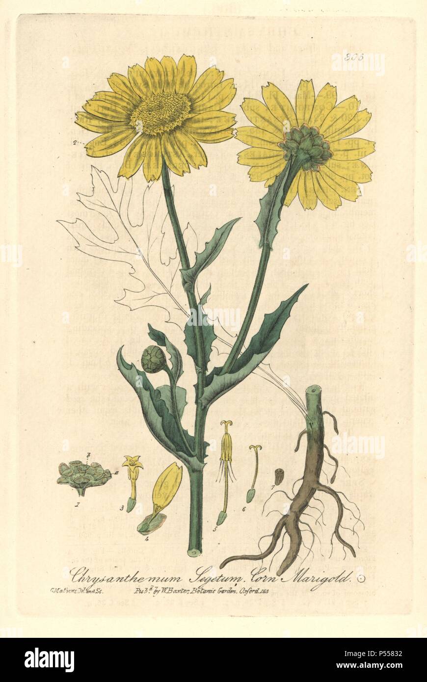 Marigold Maïs, Chrysanthemum segetum. Dessiné et gravé sur cuivre coloriée par Charles Mathews de William Baxter's 'british' Phaenogamous la botanique, Oxford, 1838. Scotsman William Baxter (1788-1871) a été le conservateur du jardin botanique d'Oxford de 1813 à 1854. Banque D'Images