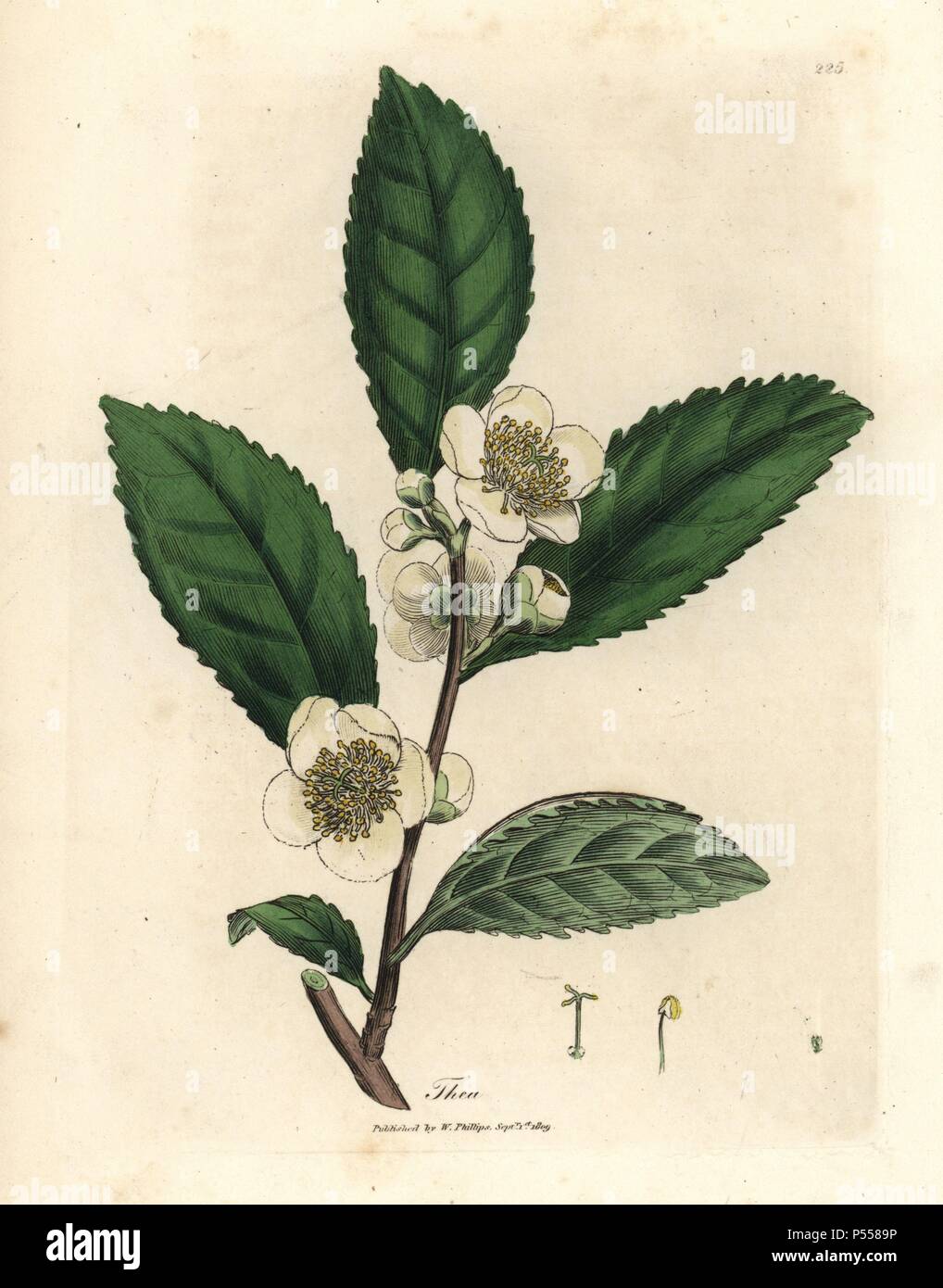 Fleurs blanches et de feuilles de thé vert, Thea bohea, Camellia sinensis. Coloriée à la gravure sur cuivre à partir d'une illustration botanique par James Sowerby de William Woodville et Sir William Jackson Hooker's 'Medical Botanique' 1832. L'infatigable Sowerby (1757-1822) a attiré plus de 2 500 plantes pour Smith's mammoth 'English Botany' (1790-1814) et 440 pour les champignons de couleur de l'anglais 'Chiffres Champignons ' (1797) parmi beaucoup d'autres travaux. Banque D'Images