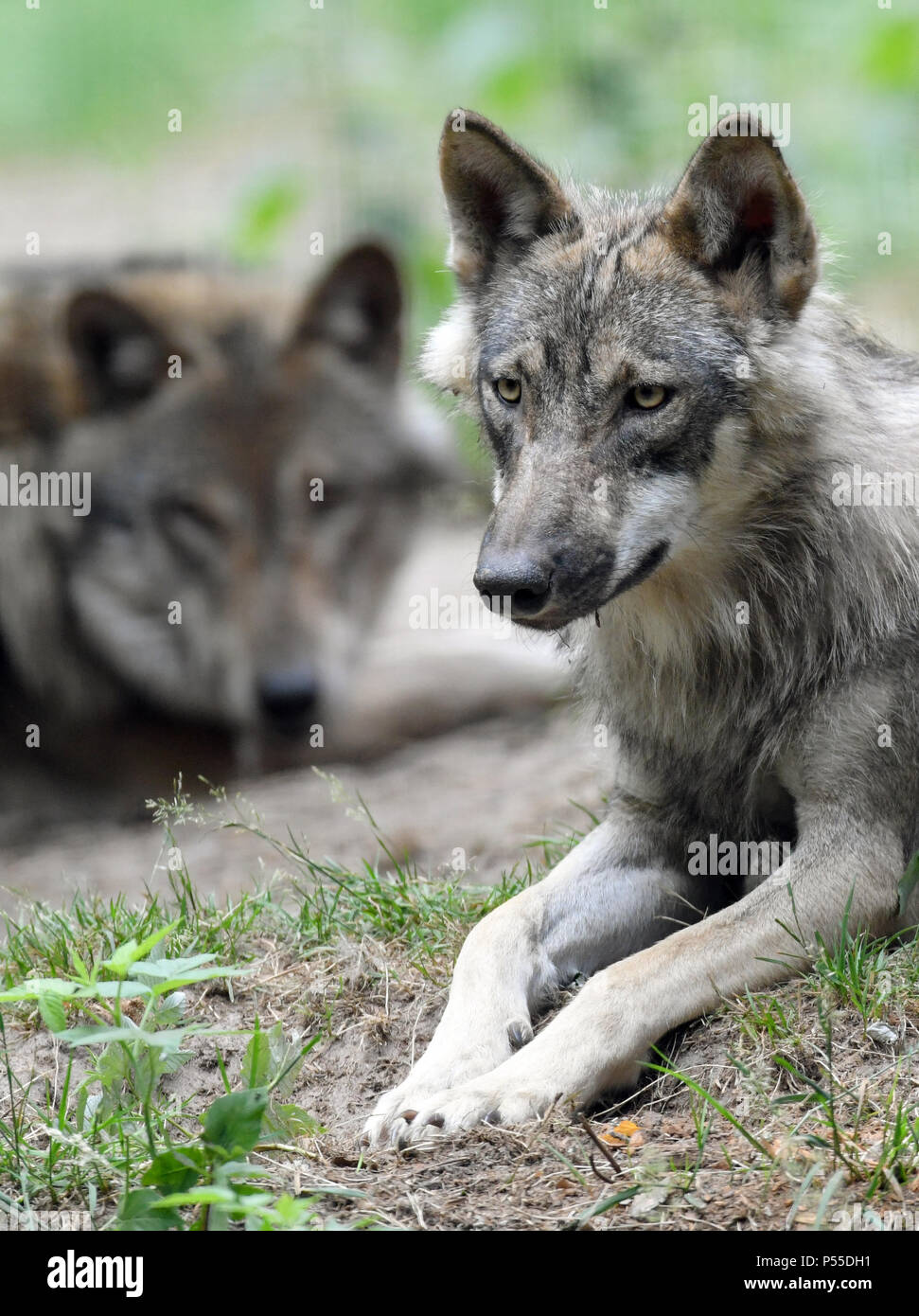 Schonebeck brut, Deutschland. 18 Juin, 2018. 18.06.2018, Brandebourg, Schonebeck brut : deux loups (Canis lupus) sont détendus dans leur enceinte dans le parc animalier de Schorfheide. Sur le sujet de Wolf, il y a beaucoup de questions et encore plus de préjugés. Avec l'augmentation du nombre d'animaux, strictement protégées l'après-query augmente après l'information. Le nouveau centre dans le Brandebourg Wolf Wildpark Schorfheide devrait aussi aider à régler les problèmes. Crédit : Patrick Pleul/dpa-Zentralbild/ZB | worldwide/dpa/Alamy Live News Banque D'Images
