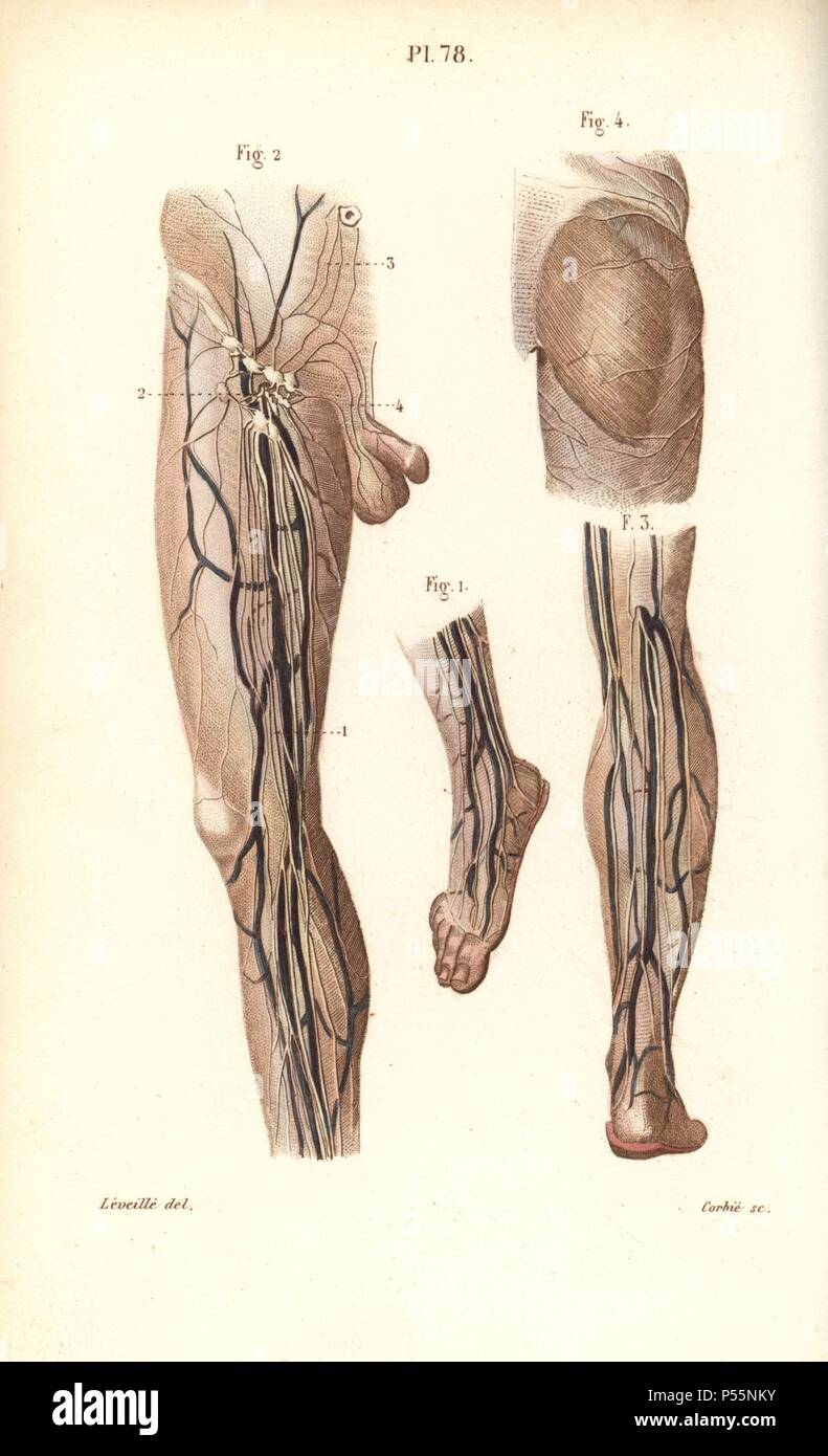 Système lymphatique dans la jambe et pied. Gravure coloriée par Corbie d'un dessin par Leveille du Dr Joseph Nicolas Masse's 'Petit Atlas complet d'Anatomie descriptive du corps humain", Paris, 1864, publié par Mequignon-Marvis. Masse 'Pocket l'anatomie du corps humain' a été publié pour la première fois en 1848 et a connu plusieurs éditions. Banque D'Images