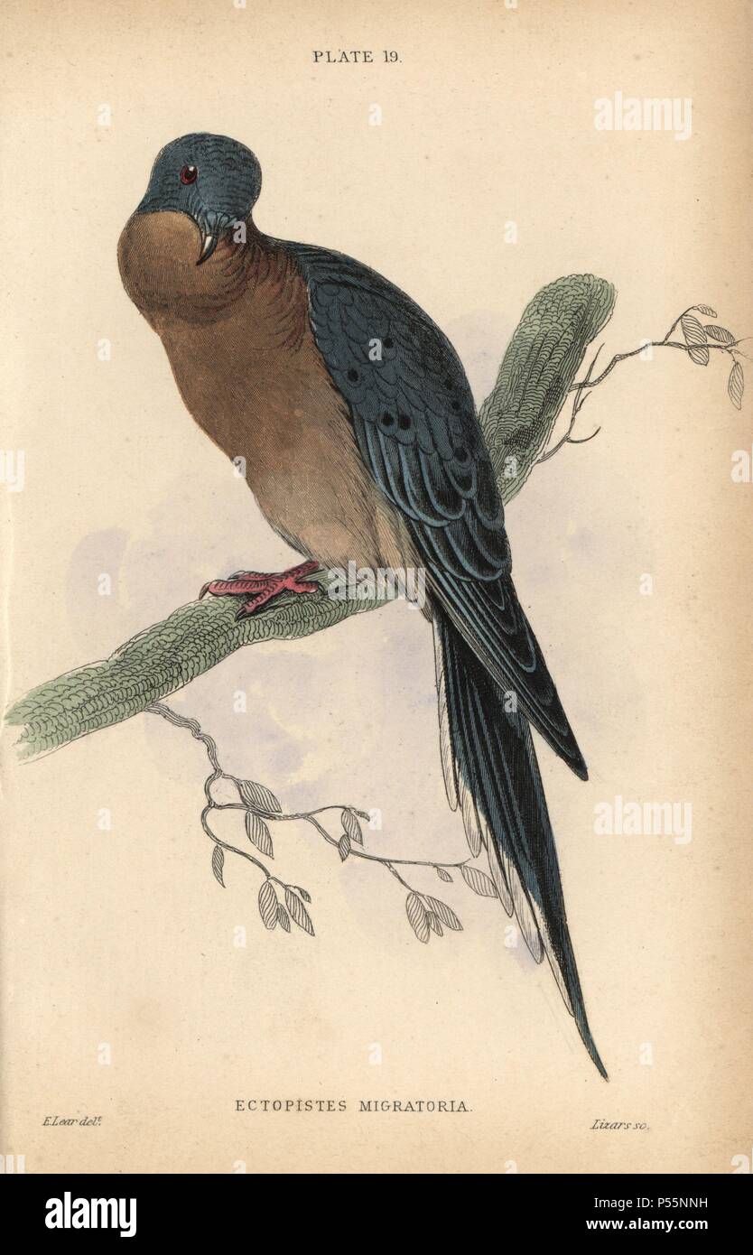 Tourte, Ectopistes migratorius, chassés jusqu'à l'extinction en Amérique au début du 20e siècle. Gravure coloriée par William Lizars après une illustration par Edward Lear de Prideaux John Selby's volumes 'Pigeons' dans le Sir William Jardine's 'Bibliothèque du naturaliste : ornithologie," publié par W.H. Lizars, Édimbourg, 1835. L'artiste Edward Lear (1812-1888), aujourd'hui plus connu pour son non-sens littéraire et de poèmes humoristiques, était un excellent artiste ornithologique qui a publié 'Illustrations de la famille des Psittacidés perroquets ou' en 1832. Banque D'Images