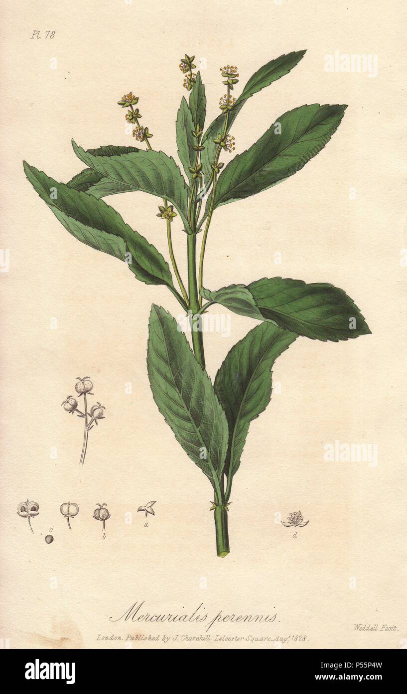 Dog's Mercury, Mercurialis perennis. Coloriée illustration botanique dessiné et gravé sur acier par John Stephenson de Weddell et James Morss Churchill's 'Medical botanique : ou illustrations et descriptions des plantes médicinales de l'Edimbourg, Londres, Dublin et pharmacopées," John Churchill, Londres, 1831. Banque D'Images