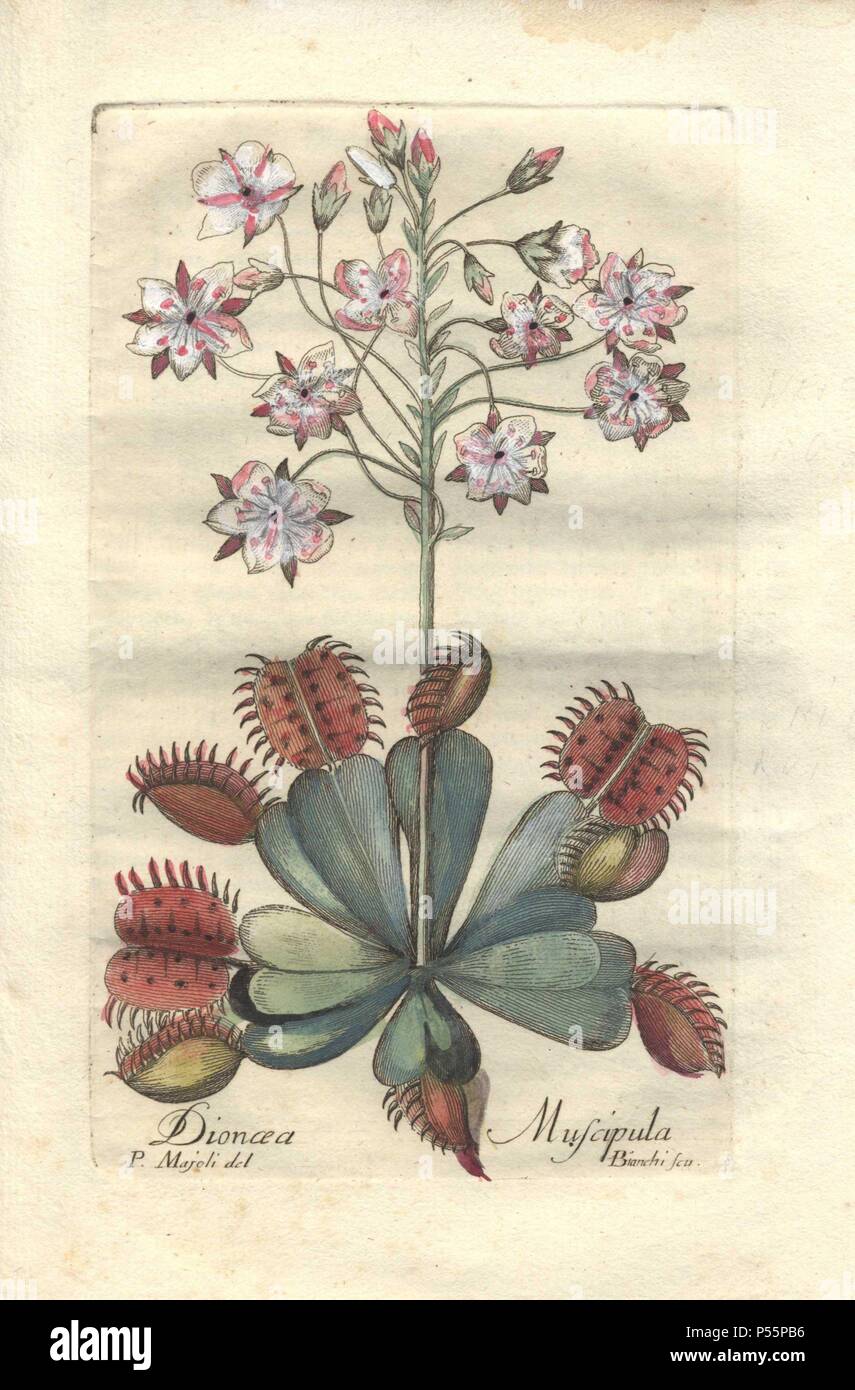 La Dionaea muscipula dionée ou plante carnivore,.. . La gravure sur cuivre coloriée par Majoli de John Hill's "décennie de curieux et élégant des arbres et des plantes" (1786). Il avait d'abord été publié à Londres en 1773. La nouvelle édition a 10 plaques botaniques colorés à la main par P. Maioli (Majoli) gravée par Giuseppe Bianchi et décrit des plantes inhabituelles telles que la sarracénie carnivores et Venus flytraps pour la première fois. Banque D'Images