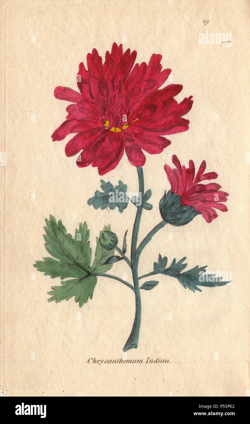 Chrysanthemum Chrysanthemum indicum, indien, avec fleur cramoisie.. Illustration par Henrietta Moriarty de plaques "cinquante plantes de serre' (1807), une ré-édition de son propre 'Viridarium' (1806), avec des gravures sur cuivre coloriée. Moriarty était une veuve du colonel qui s'est tourné vers l'écriture de romans et livres botaniques illustrant à l'appui de ses quatre enfants. Banque D'Images