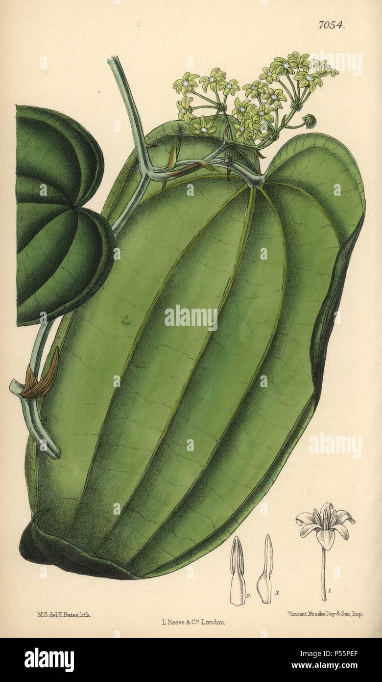Smilax ornata, Salsepareille, originaire du Mexique. La main, illustration botanique dessiné par Mathilde Smith et lithographiée par E. Bates de Joseph Dalton Hooker's 'Curtis's Botanical Magazine, 1889', L. Reeve & Co. un deuxième-cousin et élève de Sir Joseph Dalton Hooker, Matilda Smith (1854-1926) a été le principal artiste pour le Botanical Magazine de 1887 à 1920 et a contribué 2 300 illustrations. Banque D'Images