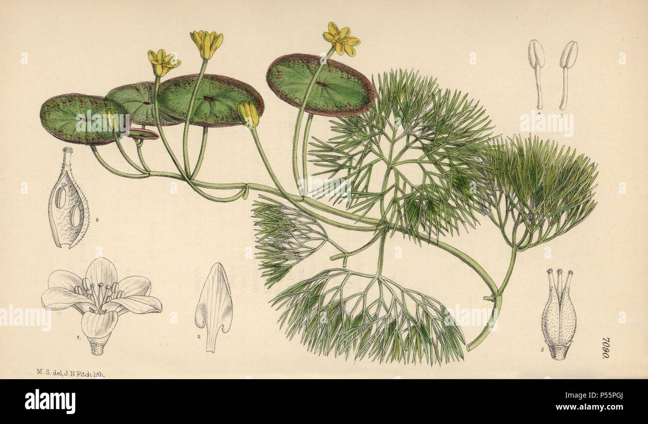 Cabomba aquatica, nénuphar jaune originaire de l'Amérique tropicale. La main, illustration botanique dessiné par Mathilde Smith et lithographiée par John Nugent Fitch de Joseph Dalton Hooker's 'Curtis's Botanical Magazine, 1889', L. Reeve & Co. un deuxième-cousin et élève de Sir Joseph Dalton Hooker, Matilda Smith (1854-1926) a été le principal artiste pour le Botanical Magazine de 1887 à 1920 et a contribué 2 300 illustrations. Banque D'Images