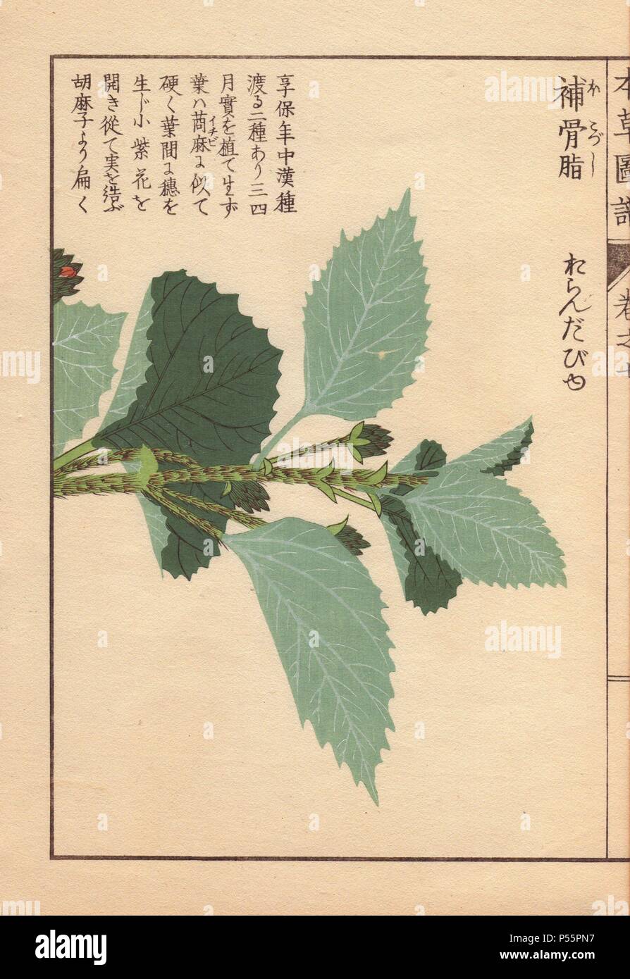 Feuilles et tiges de Babchi ou rhizoctone brun pois, Psoralea corylifolia L., utilisé en médecine chinoise et indienne Ayurveda.. Gravure sur bois imprimée en couleur par Kan'fr Iwasaki de 'Honzo Zufu,' un guide illustré de plantes médicinales, 1884. Iwasaki (1786-1842) était un botaniste japonais, entomologiste et zoologiste. Il est l'un des premiers botanistes japonais d'intégrer le savoir occidental dans ses études. Banque D'Images