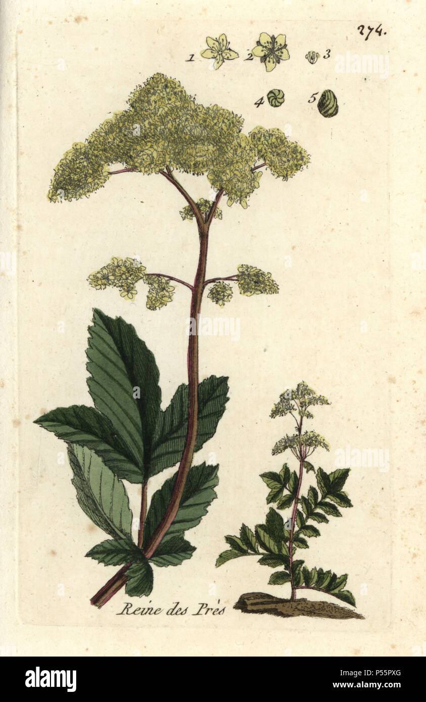 La Reine des Pr s Filipendula Ulmaria Colori e Dessin e Botanique Et la-reine-des-pr-s-filipendula-ulmaria-colori-e-dessin-e-botanique-et