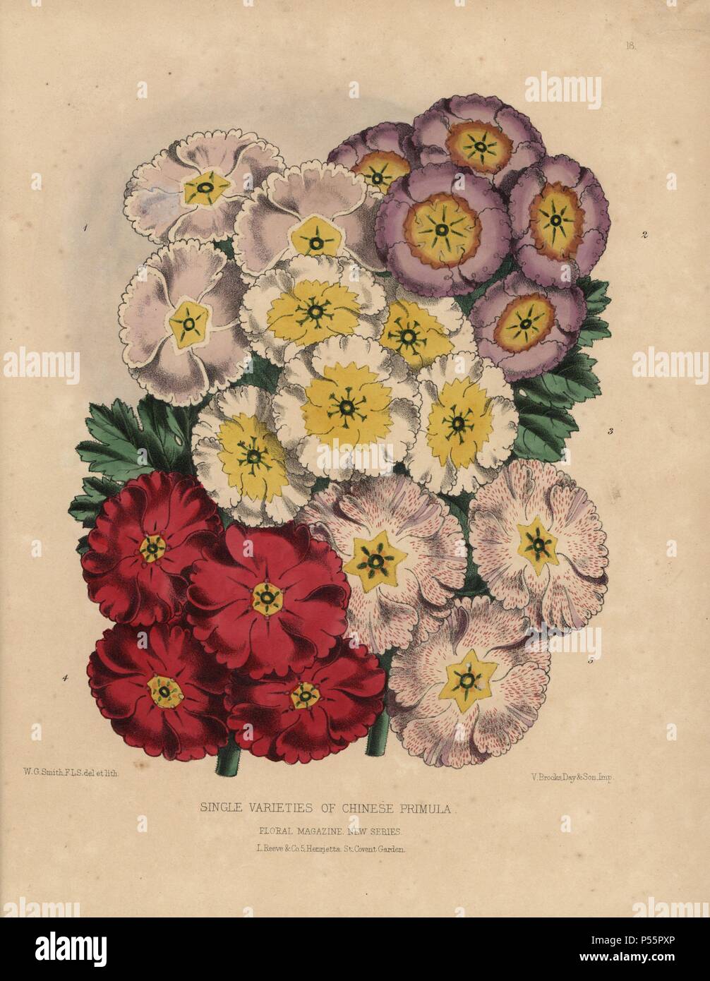 Seul variétés de primula chinois. Écarlate, violet, blanc, rose et repéré les variétés. Coloriée dessinée et lithographiée par botanique W.G. Smith, de H.H. L'Dombrain «1872 Floral Magazine'.. Worthington G. Smith (1835-1917), architecte, graveur et mycologue. Smith a également illustré "La Chronique du jardinier.' Henry Honywood Dombrain (1818-1905), jardinier, pasteur a été rédacteur en chef de la revue 'Floral' de 1862 à 1873. Banque D'Images