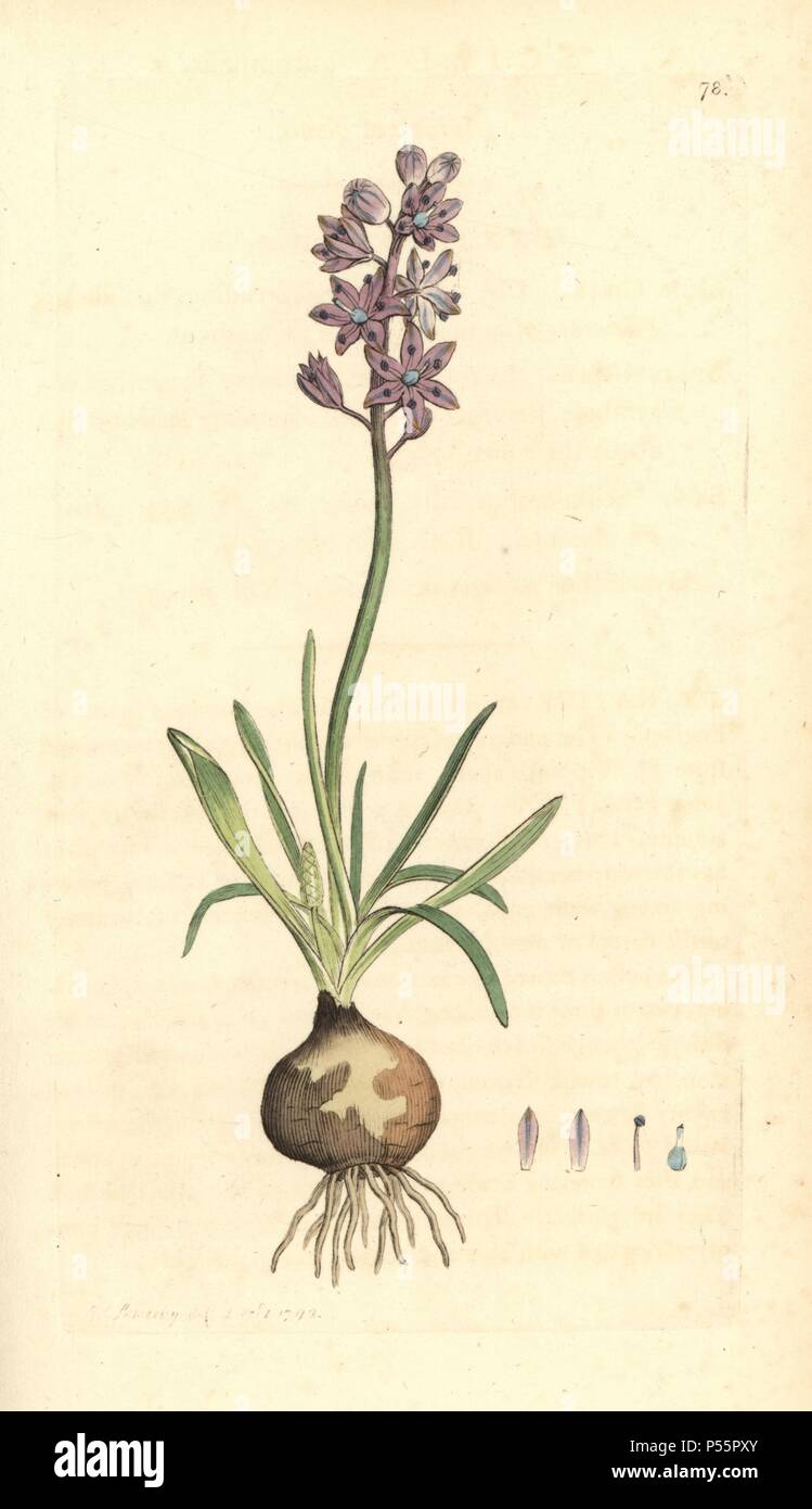 Squill Scilla autumnalis, d'automne. Coloriée à la gravure sur cuivre d'après un dessin de James Sowerby pour Smith's 'English Botany, Londres, 1792. La baleine était un infatigable illustrateur d'ouvrages d'histoire naturelle et des livres illustrés sur la botanique, la mycologie, la géologie et la conchyliologie. Banque D'Images