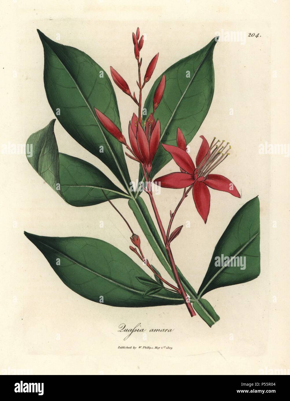 Fleur rouge quassia Quassia amara, amer. Coloriée à la gravure sur cuivre à partir d'une illustration botanique par James Sowerby de William Woodville et Sir William Jackson Hooker's 'Medical Botanique' 1832. L'infatigable Sowerby (1757-1822) a attiré plus de 2 500 plantes pour Smith's mammoth 'English Botany' (1790-1814) et 440 pour les champignons de couleur de l'anglais 'Chiffres Champignons ' (1797) parmi beaucoup d'autres travaux. Banque D'Images