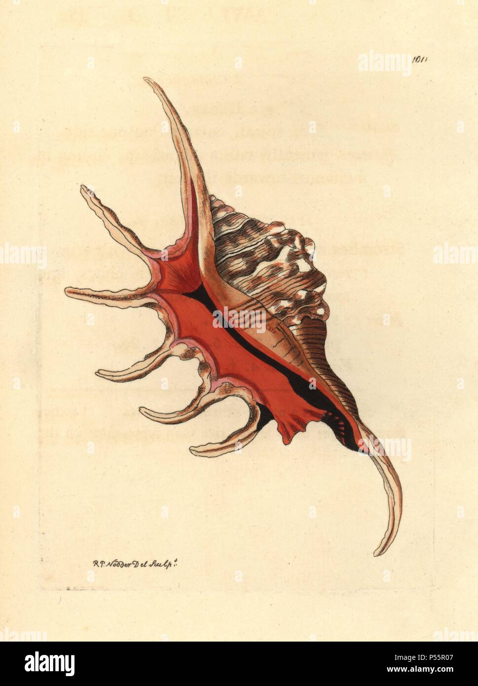 Conque d'araignées, Lambis lambis. Illustration dessiné et gravé par Richard Nodder Sciences. Coloriée à la gravure sur cuivre de George Shaw et Frederick Nodder's 'Le Naturalist's Miscellany' 1812. La plupart des 1 064 illustrations d'animaux, oiseaux, insectes, crustacés, poissons, la vie marine et de créatures microscopiques pour le Naturalist's Miscellany ont été dessiné par George Shaw, Frederick Nodder et Richard Nodder, et gravée et publiée par la famille Nodder. Frederick a attiré et gravé de nombreux cuivres jusqu'à sa mort vers 1800, et son fils Richard (17741823) était responsable de t Banque D'Images