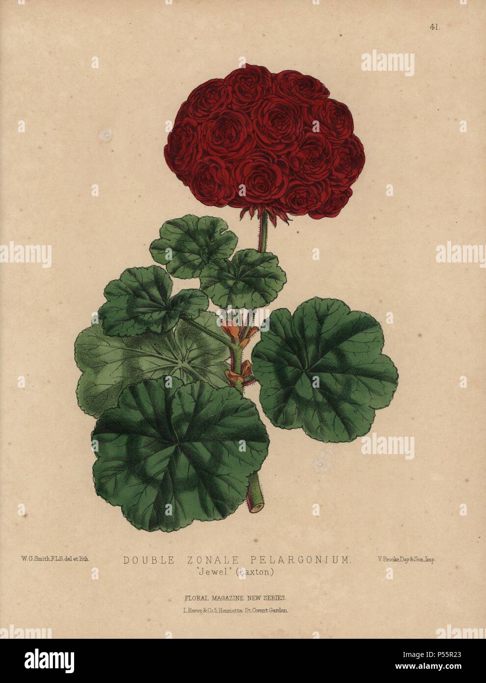 Le géranium pourpre à grandes fleurs. Double-zonale Pelargonium 'Jewel' (Laxton). Coloriée dessinée et lithographiée par botanique W.G. Smith, de H.H. L'Dombrain «1872 Floral Magazine'.. Worthington G. Smith (1835-1917), architecte, graveur et mycologue. Smith a également illustré "La Chronique du jardinier.' Henry Honywood Dombrain (1818-1905), jardinier, pasteur a été rédacteur en chef de la revue 'Floral' de 1862 à 1873. Banque D'Images