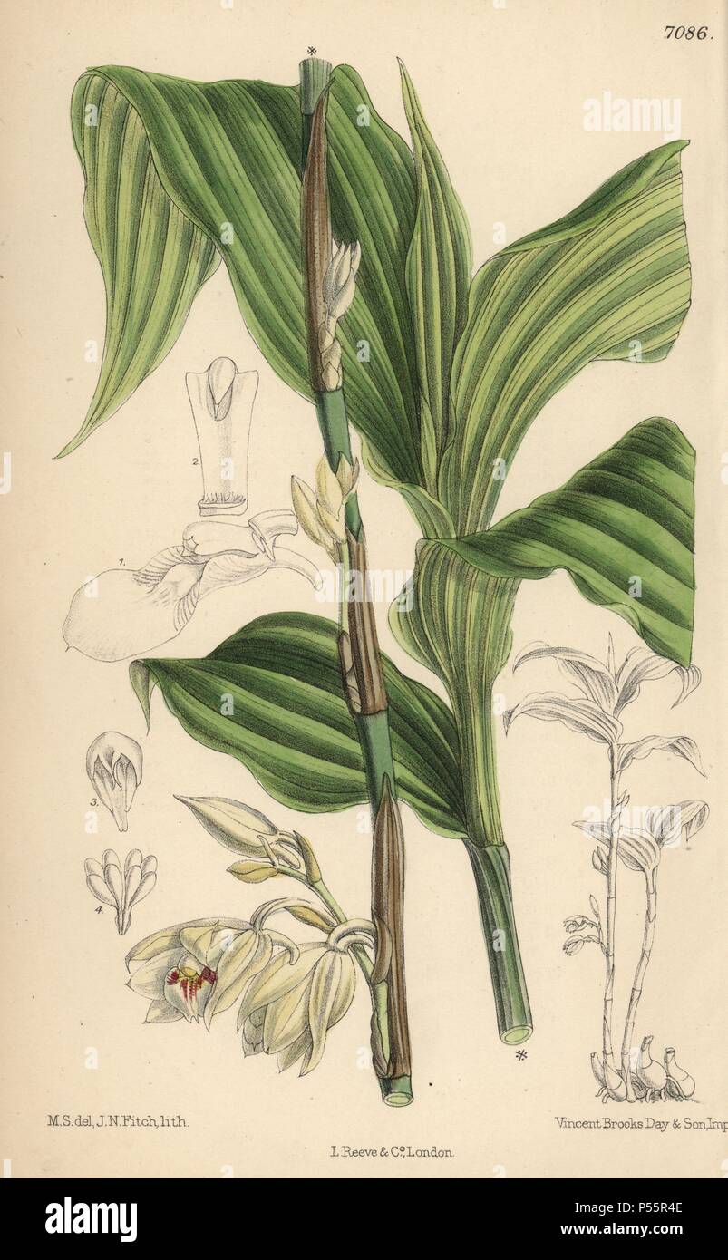 Phajus pauciflorus, white orchid originaire de Java. La main, illustration botanique dessiné par Mathilde Smith et lithographiée par John Nugent Fitch de Joseph Dalton Hooker's 'Curtis's Botanical Magazine, 1889', L. Reeve & Co. un deuxième-cousin et élève de Sir Joseph Dalton Hooker, Matilda Smith (1854-1926) a été le principal artiste pour le Botanical Magazine de 1887 à 1920 et a contribué 2 300 illustrations. Banque D'Images