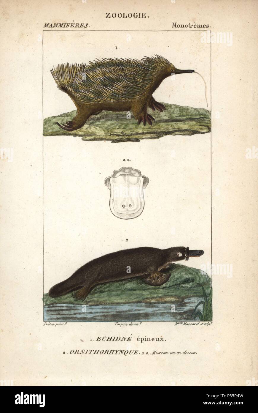 Échidné à nez court, Tachyglossus aculeatus, et l'ornithorynque, Ornithorhynchus anatinus. Gravure sur cuivre coloriée à crépi de Frédéric Cuvier's 'Dictionary of Natural Science : Mammifères,' Paris, France, 1816. Illustration par J. G. Pretre, gravés par Massard, réalisé par Pierre Jean François Turpin, et publié par F.G. Levrault. Jean Gabriel Pretre (17801845) était peintre d'histoire naturelle à l'Impératrice Joséphine's zoo et plus tard est devenu artiste pour le Musée d'Histoire Naturelle. Turpin (1775-1840) est considéré comme l'un des plus grands illustrateurs botaniques français du 19e siècle. Banque D'Images
