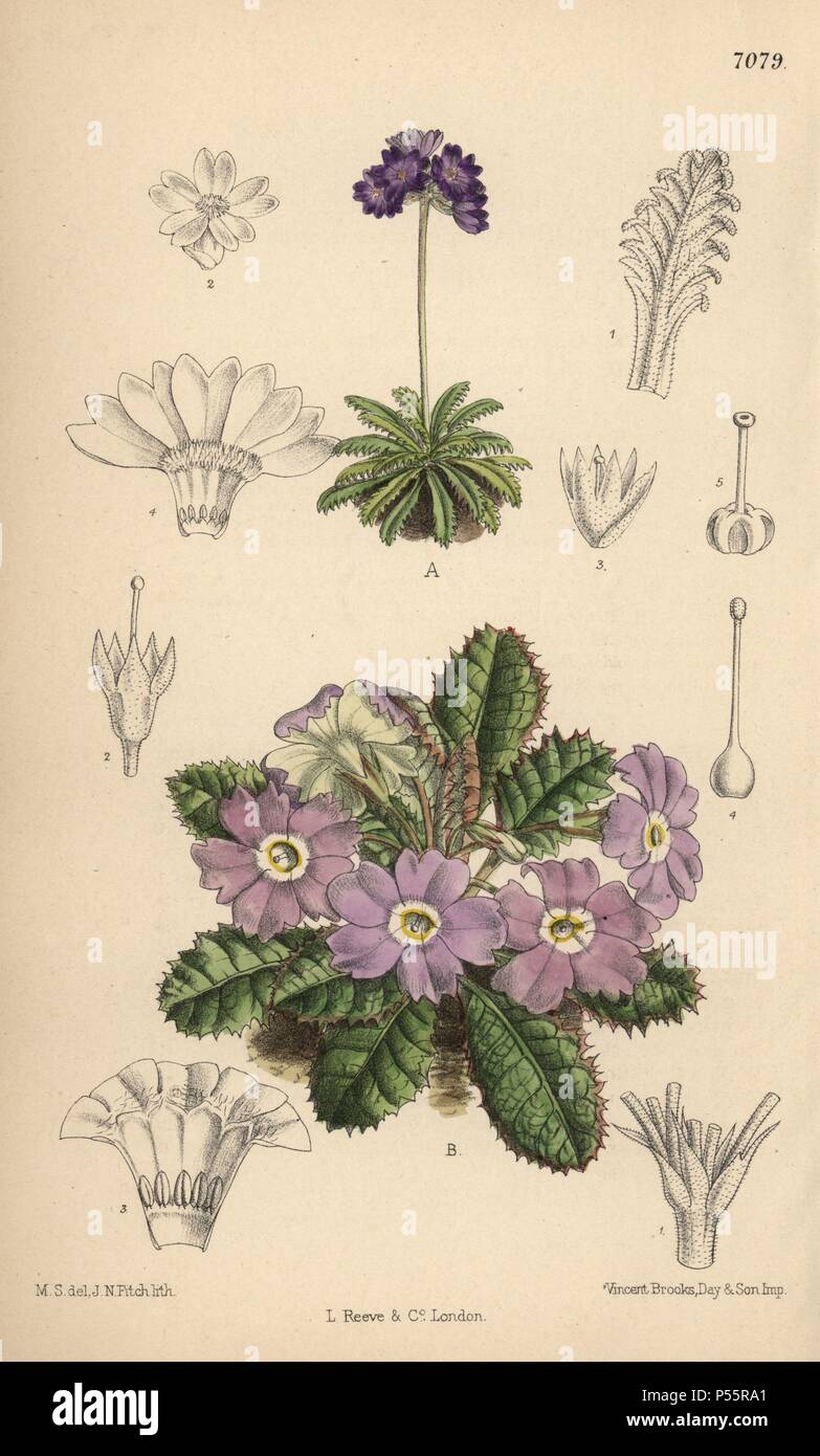 Primula pusilla et Primula petiolaris var. nana, primevères de l'Himalaya. La main, illustration botanique dessiné par Mathilde Smith et lithographiée par John Nugent Fitch de Joseph Dalton Hooker's 'Curtis's Botanical Magazine, 1889', L. Reeve & Co. un deuxième-cousin et élève de Sir Joseph Dalton Hooker, Matilda Smith (1854-1926) a été le principal artiste pour le Botanical Magazine de 1887 à 1920 et a contribué 2 300 illustrations. Banque D'Images