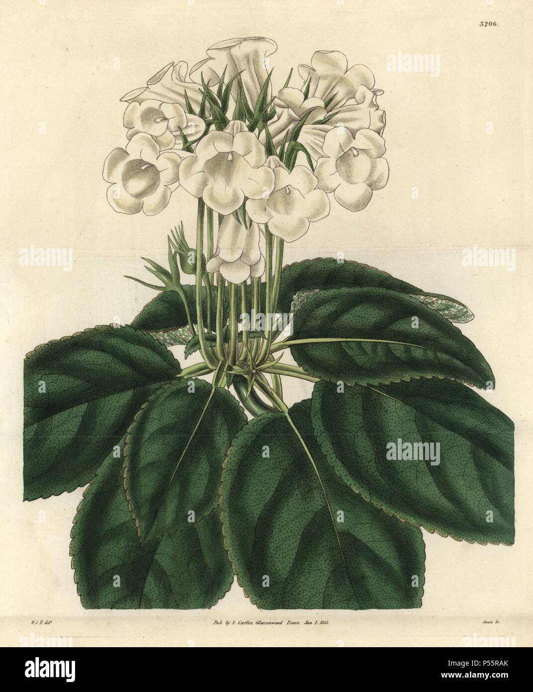 Showy gloxinia, Gloxinia speciosa var. albiflora. Illustration dessinée par William Jackson Hooker, gravée par Swan. Coloriée à la gravure sur cuivre de William Curtis's Botanical Magazine, "l', 1833 Samuel Curtis. Hooker (1785-1865) était un botaniste, écrivain et artiste. Il était professeur de botanique à l'Université de Glasgow, et éditeur de Curtis' 'Botanical Magazine" de 1827 à 1865. En 1841, il est nommé directeur des Jardins botaniques royaux de Kew, et fut remplacé par son fils Joseph Dalton. Hooker a documenté les orchidées et fougères craquelure qui ont secoué l'Angleterre au milieu du 19e siècle Banque D'Images