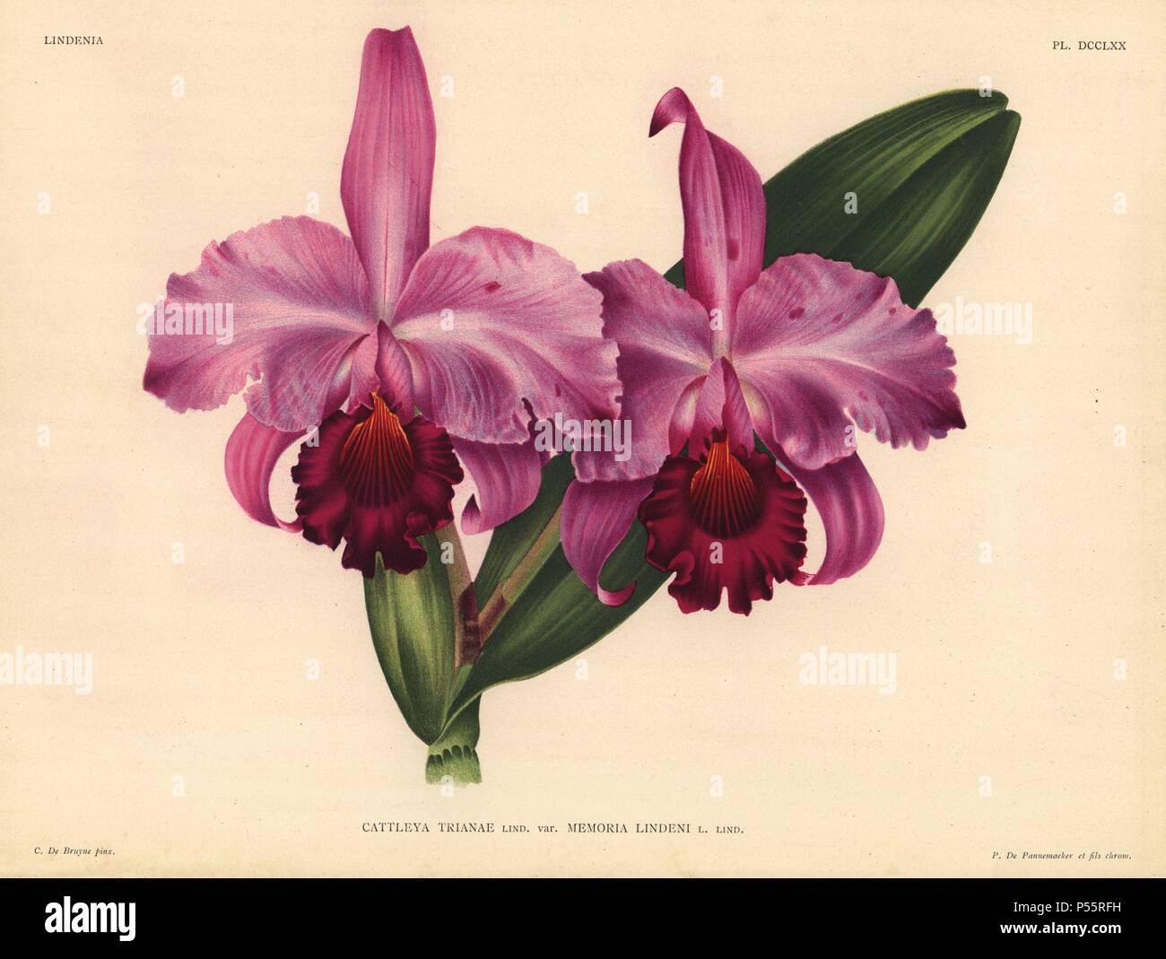 Cattleya trianae Lind. var. Memoria Lindeni orchidée hybride. Illustration dessiné par C. De Bruyne et chromolithographed par P. De Pannemaeker et fils de Lucien Linden's 'Lindenia, iconographie des orchidées, Bruxelles, 1902. Banque D'Images