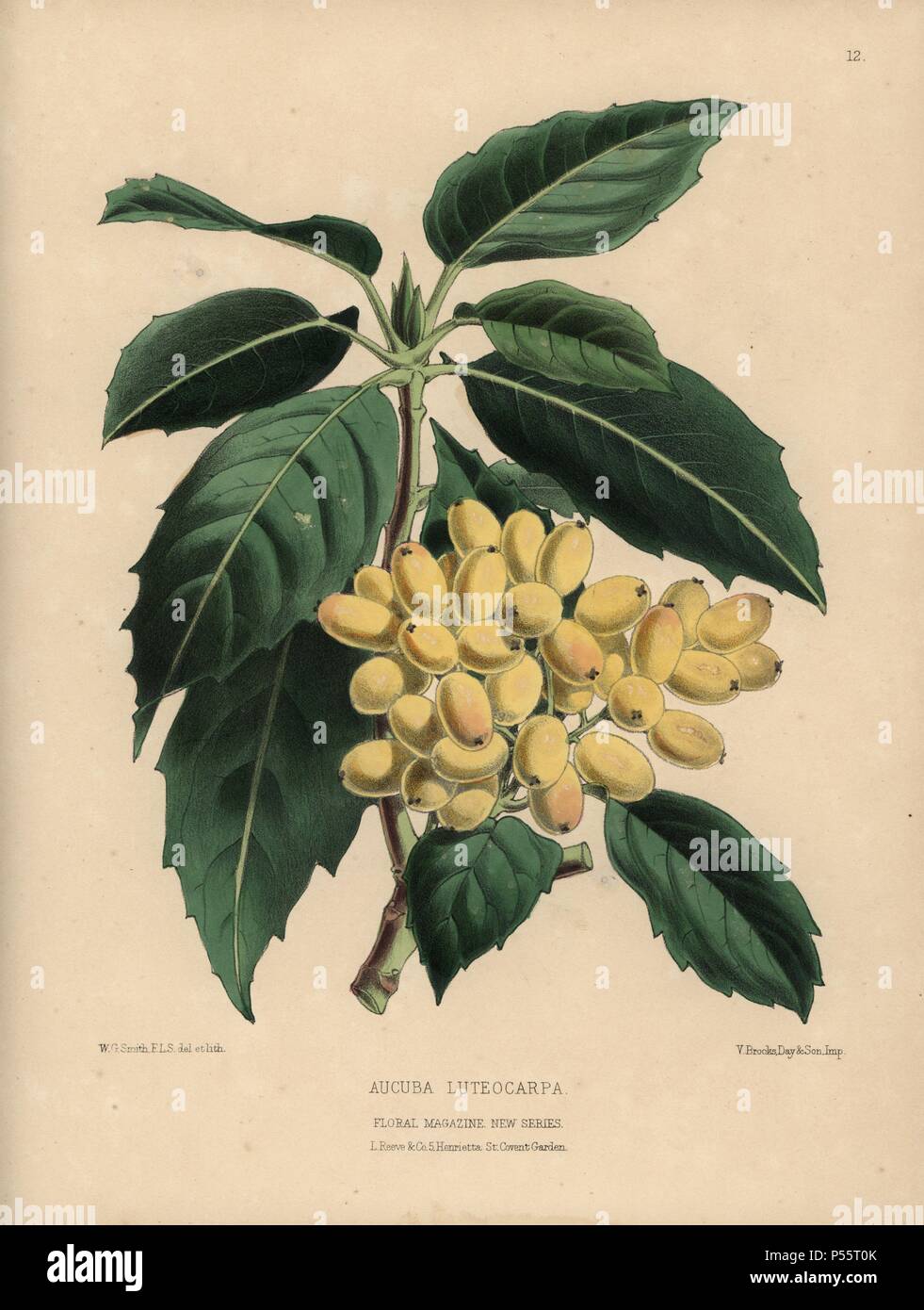 Aucuba luteocarpa avec de nombreuses baies or pâle. Coloriée dessinée et lithographiée par botanique W.G. Smith, de H.H. L'Dombrain «1872 Floral Magazine'.. Worthington G. Smith (1835-1917), architecte, graveur et mycologue. Smith a également illustré "La Chronique du jardinier.' Henry Honywood Dombrain (1818-1905), jardinier, pasteur a été rédacteur en chef de la revue 'Floral' de 1862 à 1873. Banque D'Images