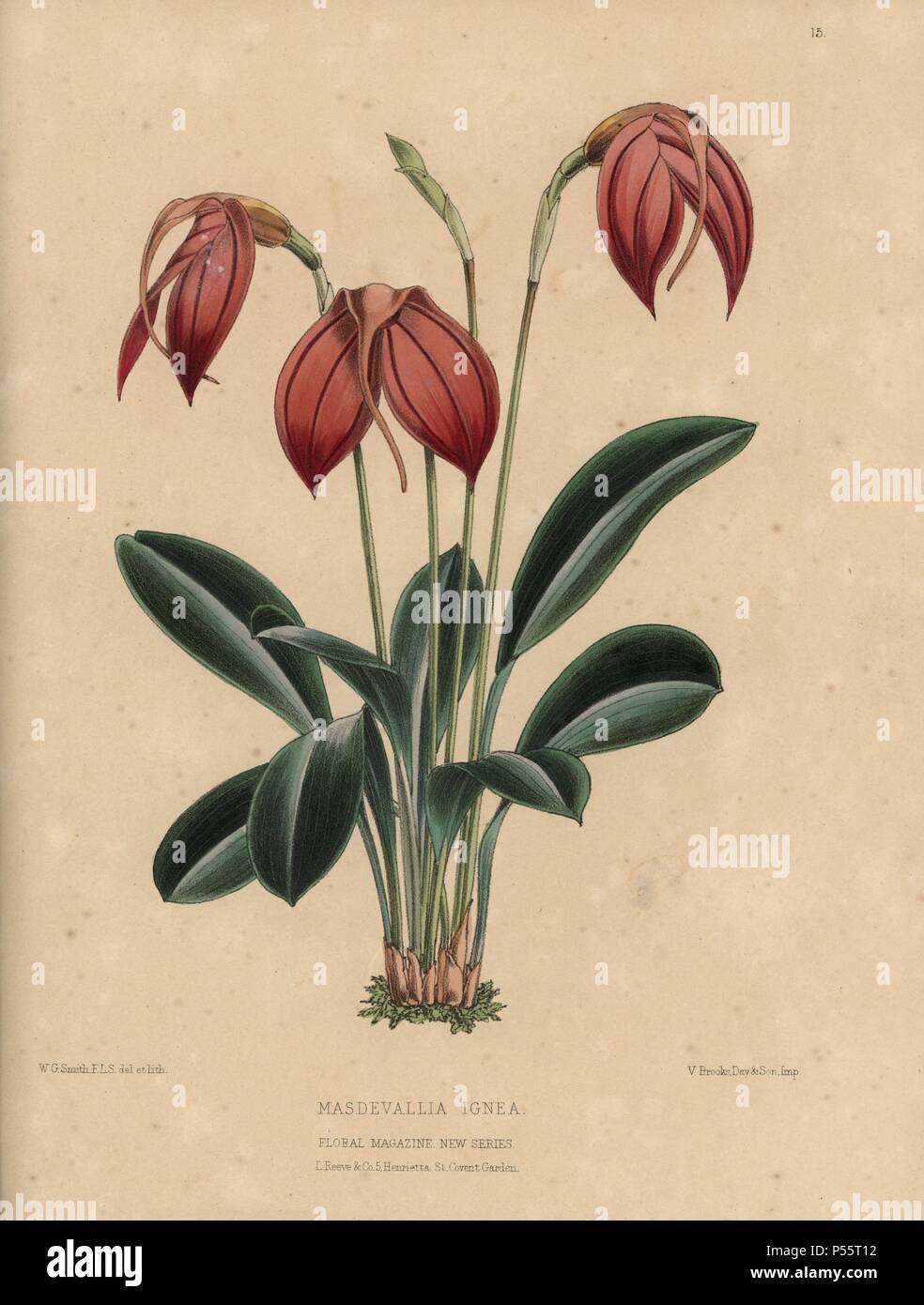 Masdevallia ignea orchid avec des fleurs orange. Coloriée dessinée et lithographiée par botanique W.G. Smith, de H.H. L'Dombrain «1872 Floral Magazine'.. Worthington G. Smith (1835-1917), architecte, graveur et mycologue. Smith a également illustré "La Chronique du jardinier.' Henry Honywood Dombrain (1818-1905), jardinier, pasteur a été rédacteur en chef de la revue 'Floral' de 1862 à 1873. Banque D'Images