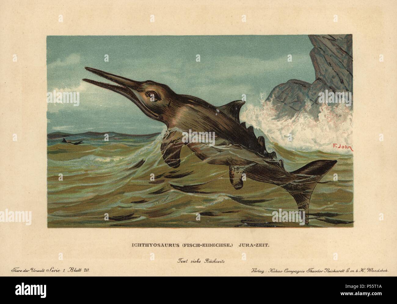 Ichthyosaurus communis, disparue de la carnivore nectoniques jurassique. Impression couleur (chromolithographie) illustration par F. John de 'Tiere der Urwelt" les animaux du monde préhistorique, 1910, Hambourg. À partir d'une série de cartes de créature préhistorique publié par la société Cacao Reichardt. Banque D'Images